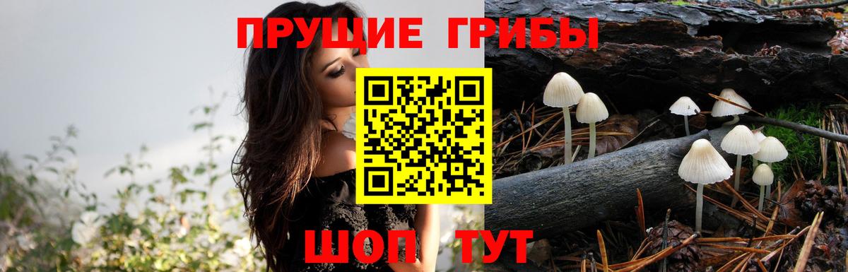 Галлюциногенные грибы ЛСД  где можно купить   Каменск-Шахтинский  Вход с VPN 